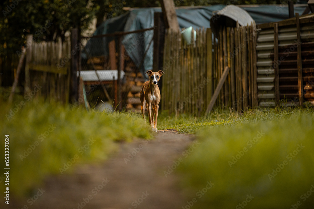 Whippet chart angielski stoi na wprost obiektywu na wiejskim podwórku