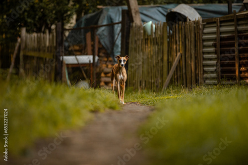 Whippet chart angielski stoi na wprost obiektywu na wiejskim podwórku