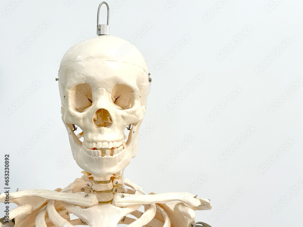 Close up of an artificial human skeleton in a laboratory classroom isolated on a white background. Close up of an artificial human skeleton in a laboratory classroom isolated on a white background.