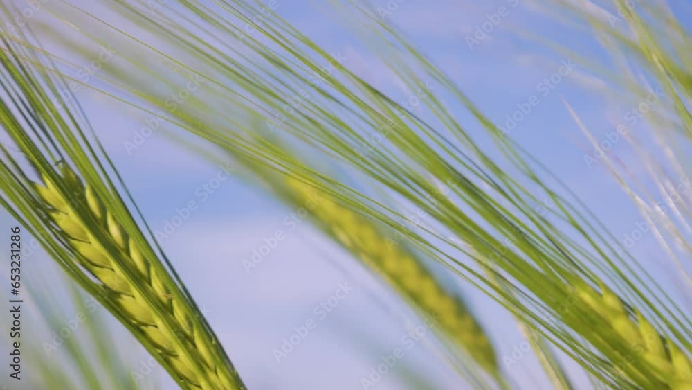 close up of green ears of barley swaying in wind against blue sky, shot at 62fps close up of green ears of barley swaying in wind against blue sky, shot at 62fps
