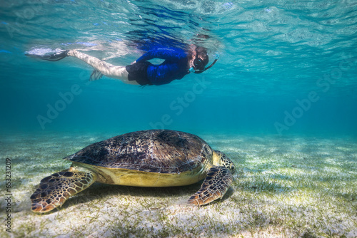 A large Green sea turtle underwater grazing on the sea grass bed with a female snorkeler looking at him from the surface