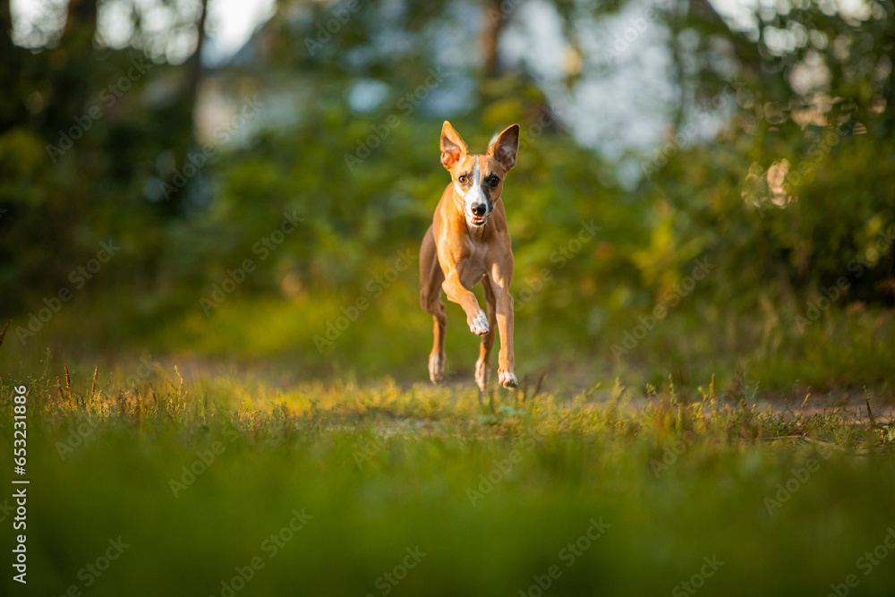 Whippet chart angielski biegnie na wprost obiektywu w zielonym lesie