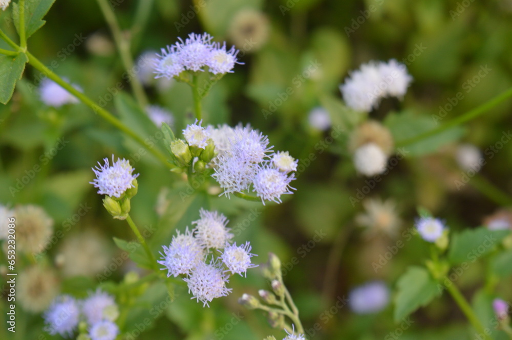 selective focus, Bandotan wild plant with the scientific name Ageratum conyzoides, a type of agricultural weed belonging to the Asteraceae tribe. selective focus, Bandotan wild plant with the scientific name Ageratum conyzoides, a type of agricultural weed belonging to the Asteraceae tribe.