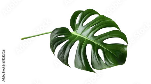 Green leaves of Monstera plant growing in wild, the tropical forest plant, evergreen vine on transparent background