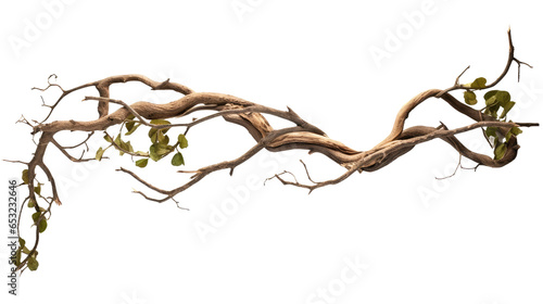 Foto Twisted wild liana jungle vines plant growing on tree branch isolated on transpa
