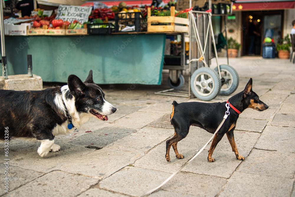 Two dogs on the street. Dogs get acquainted at the vegetable market. Two dogs on the street. Dogs get acquainted at the vegetable market.
