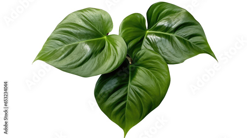 Heart-shaped green variegated leaves pattern of rare Anthurium plant the tropical foliage houseplant isolated on transparent background