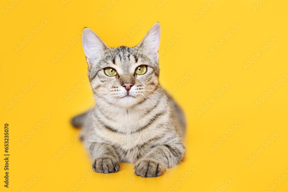 striped young cat on yellow background striped young cat on yellow background
