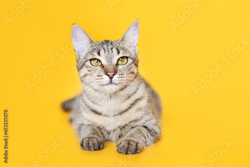 striped young cat on yellow background