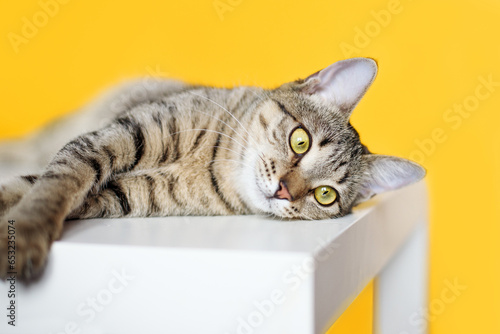striped young cat relax on yellow background