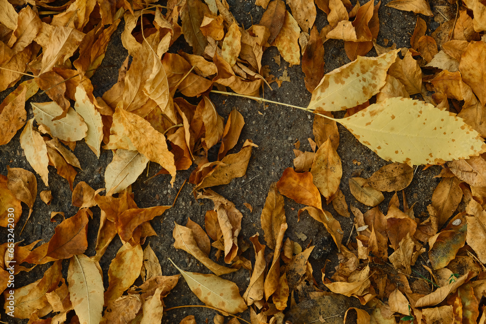 Autumn foliage background. Fallen yellow leaves on the sidewalk. Autumn mood, melancholy. Template for article, blog. Autumn foliage background. Fallen yellow leaves on the sidewalk. Autumn mood, melancholy. Template for article, blog.