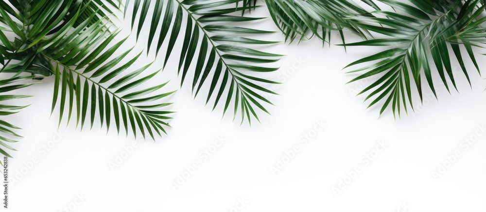 Minimalist palm leaf pattern composition on white background