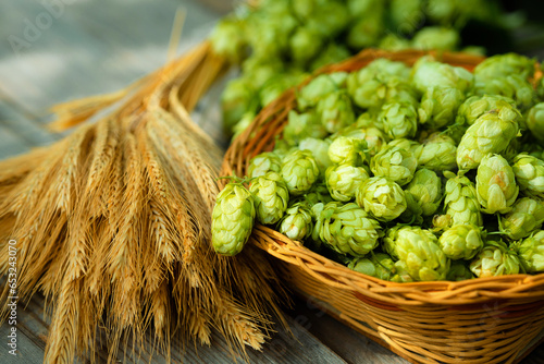 Fresh cones of hops in the basket and ears of grain near on wood background. Raw material for brewing production. Green fresh ripe hop cones and golden spica ears for making beer and bread