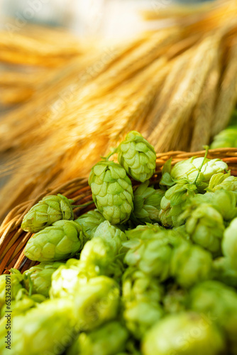 Fresh cones of hops in the basket and ears of grain near on wood background. Raw material for brewing production. Green fresh ripe hop cones and golden spica ears for making beer and bread.