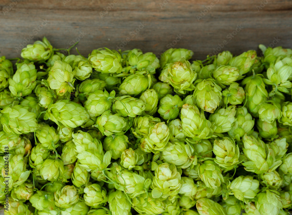 Fresh cones of hops on old wood background. Raw material for brewing production. Top view Fresh cones of hops on old wood background. Raw material for brewing production. Top view