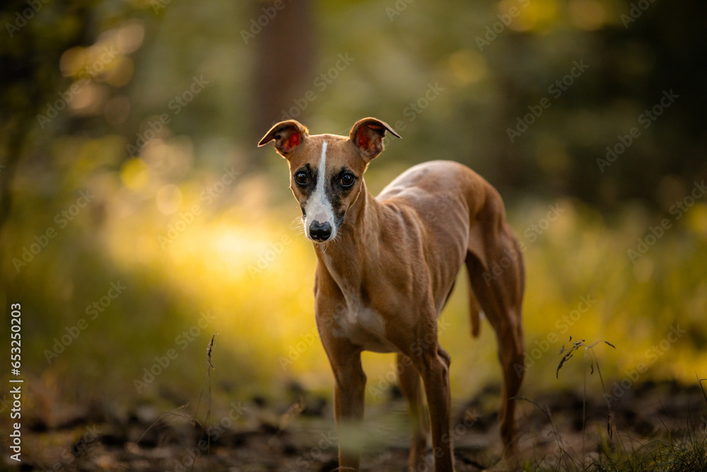 Chart angielski whippet pławy