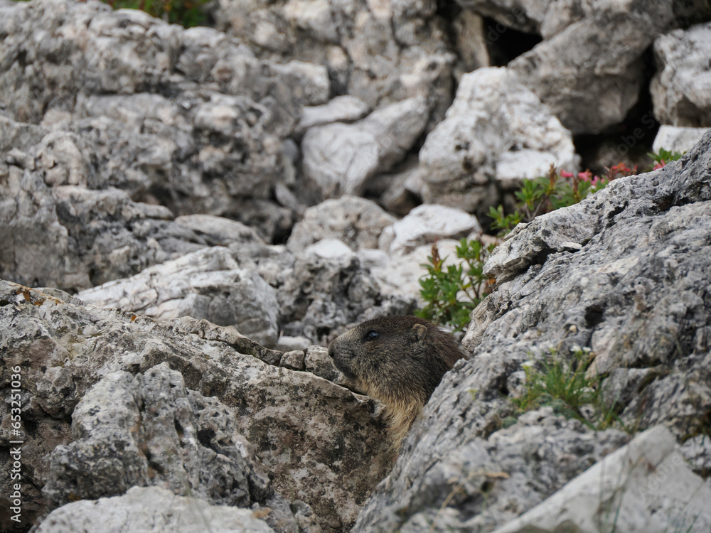groundhog in dolomites Marmot is a mammal living in mountains groundhog in dolomites Marmot is a mammal living in mountains