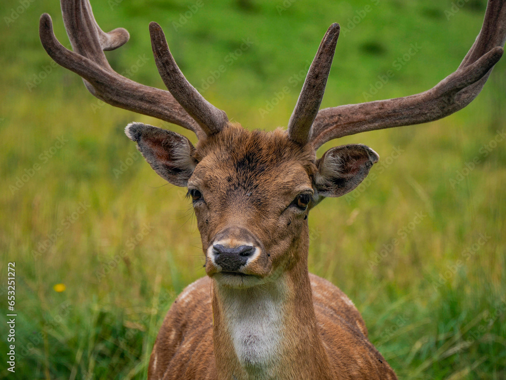 Fallow deer on looking at you the grass Stag with big antlers. Dama dama. Fallow deer on looking at you the grass Stag with big antlers. Dama dama.