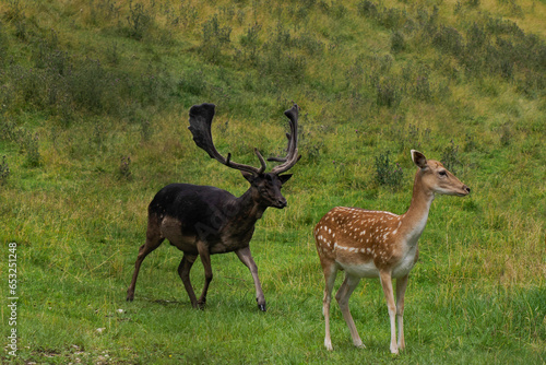 Black melanic Fallow deer on the grass Stag with big antlers. Dama dama. photo