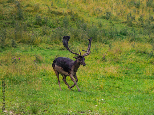 Black melanic Fallow deer on the grass Stag with big antlers. Dama dama. photo