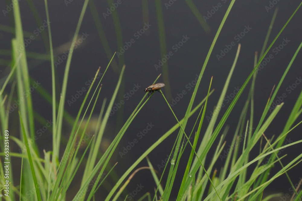 Macro of Gerris lacustris or common pond skater Macro of Gerris lacustris or common pond skater