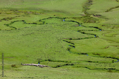 Thursday plateau and grazing sheep. ordu. aybasti photo