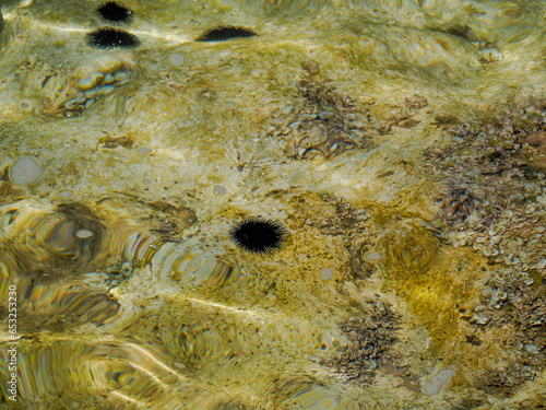 sea urchin underwater painting effect near sea surface