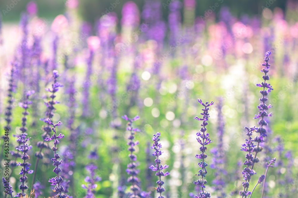 Obraz premium Beautiful purple sage flowers. natural background, meadow with flowers