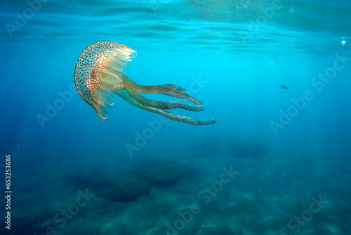 Jellyfish while swimming free in the crystal clear of the coast illuminated by the sun's rays underwater while diving in mediterranean sea cinque terre monterosso