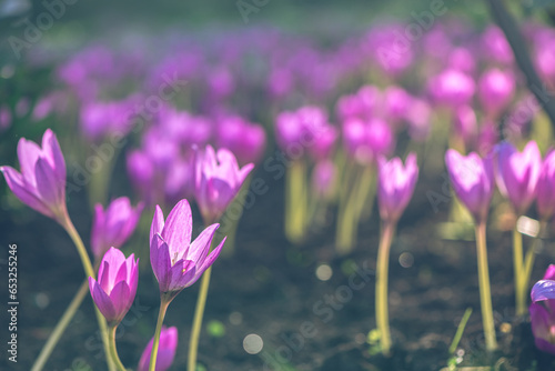 Pink Colchicum flowers in the garden in the sun. Beautiful flowers, natural background