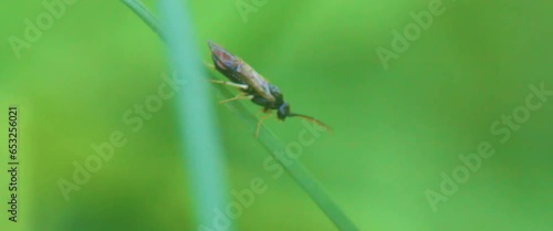 Close up of a Web spinning sawfly (Pamphiliidae). photo