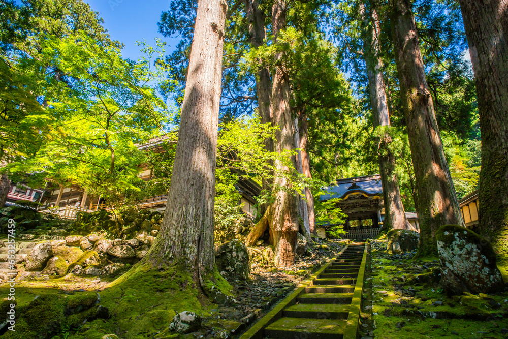 福井 夏の美しい緑の苔と大樹に囲まれた永平寺の唐門 福井 夏の美しい緑の苔と大樹に囲まれた永平寺の唐門