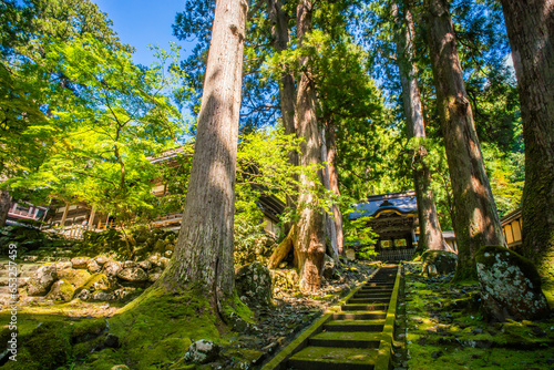 福井 夏の美しい緑の苔と大樹に囲まれた永平寺の唐門 photo