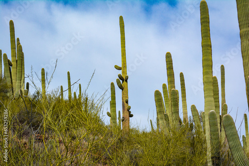 Cactus and Saguaro at Tumamoc Hill, Tucson, Arizona 