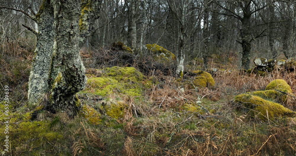 Forest with trees and moss loch ranghoch, river tummel, scotland, tummel bridge Forest with trees and moss loch ranghoch, river tummel, scotland, tummel bridge