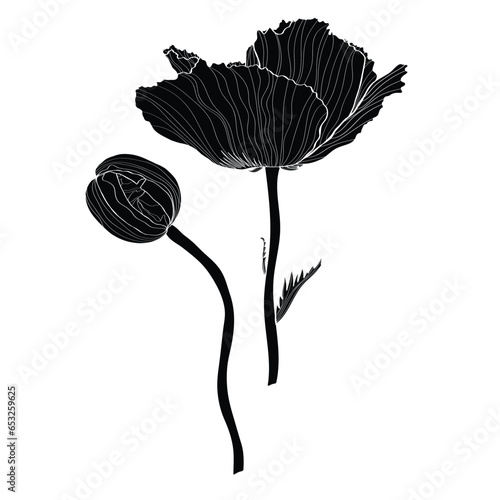 Silhouette of poppy flower. Abstract black poppy on white background.