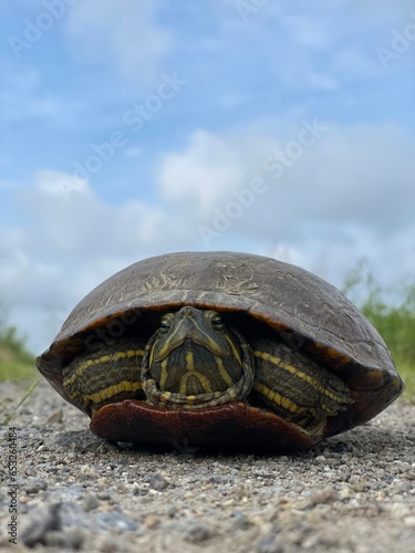 a turtle hiding in the shell in the morning