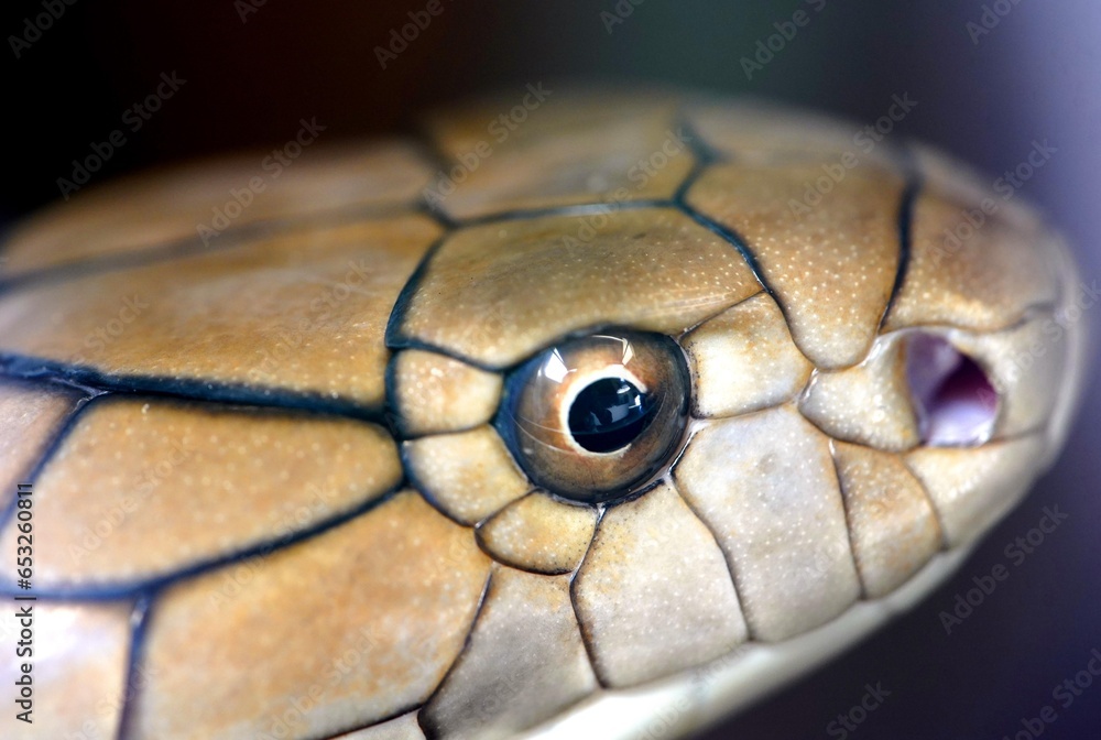 The king cobra (Ophiophagus hannah) is a venomous snake endemic to Asia