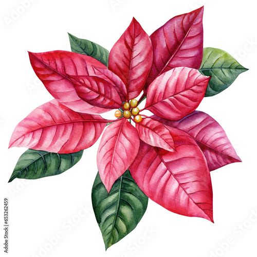 Christmas flower watercolor isolated white background, watercolor Poinsettia Illustration for design