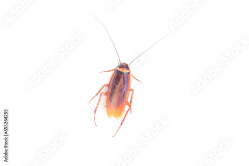 Close up of Cockroach isolated on white background, Top view 