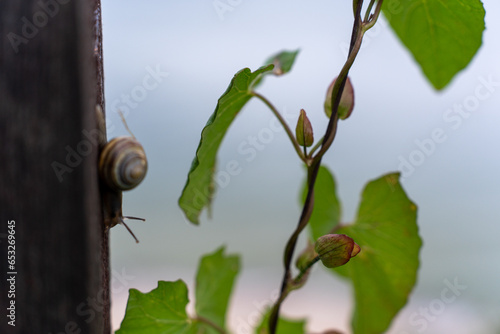 Snail and green leaves