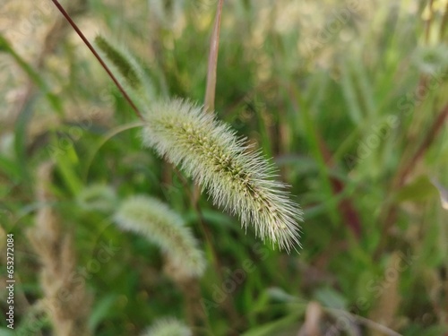 grass in the wind setaria virdis 