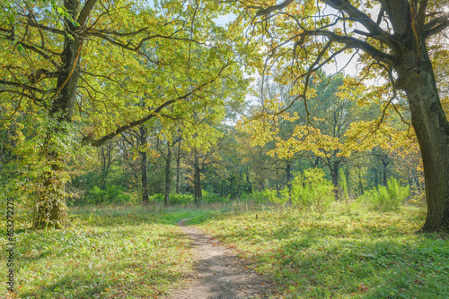 Path among the oaks. Autumn sunny day. Main Botanical Garden named after N.V. Tsitsin. Moscow, Russia