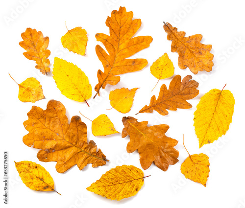 Collection of yellow autumn leaves isolated on white background photo