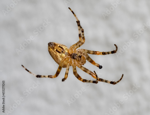 Upside-down (ventral) view of a Cross Orb Weaver spider (also known as European Garden Spider, Cross Spider, Orangie, or Pumpkin Spider) in a Garden in Central Europe
