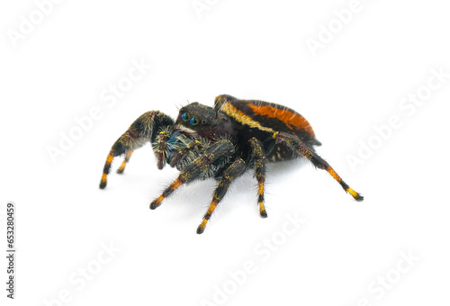 Brilliant Jumping Spider - Phidippus Clarus - family Salticidae - large male with rusty orange red side stripes with a black median stripe on abdomen isolated on white background side front view