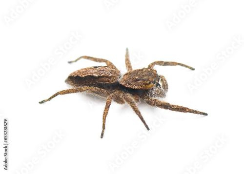 Tan or familiar jumping spider - platycryptus undatus - brown arachnid that hides under tree bark or crevices camouflaged with chevron pattern on abdomen isolated on white background side top view