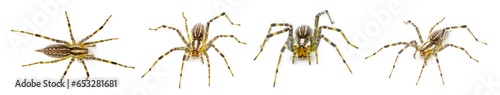 Fotobehang American grass spider - a genus of funnel weaver arachnid in the Agelenopsis sp genus