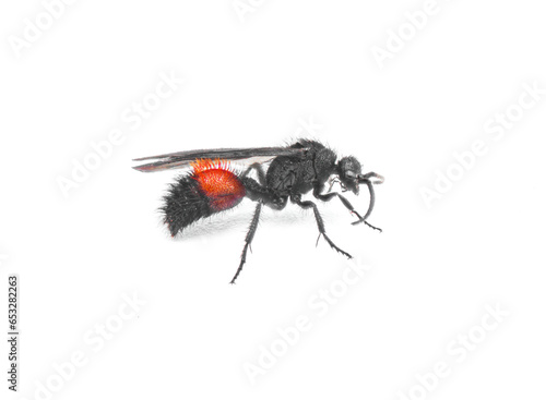 Male Velvet ant - Dasymutilla nigripes - an insect in the family Mutillidae. Males have wings and are actually wasp not ants. Isolated on white background. Side profile view black and red abdomen