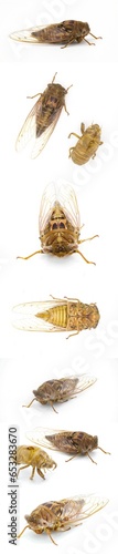 Very large Resonant Cicada or Southern pine barrens cicada fly - Megatibicen resonans - a loud insect at the end of summer in southeastern United States. isolated on white background multiple views photo